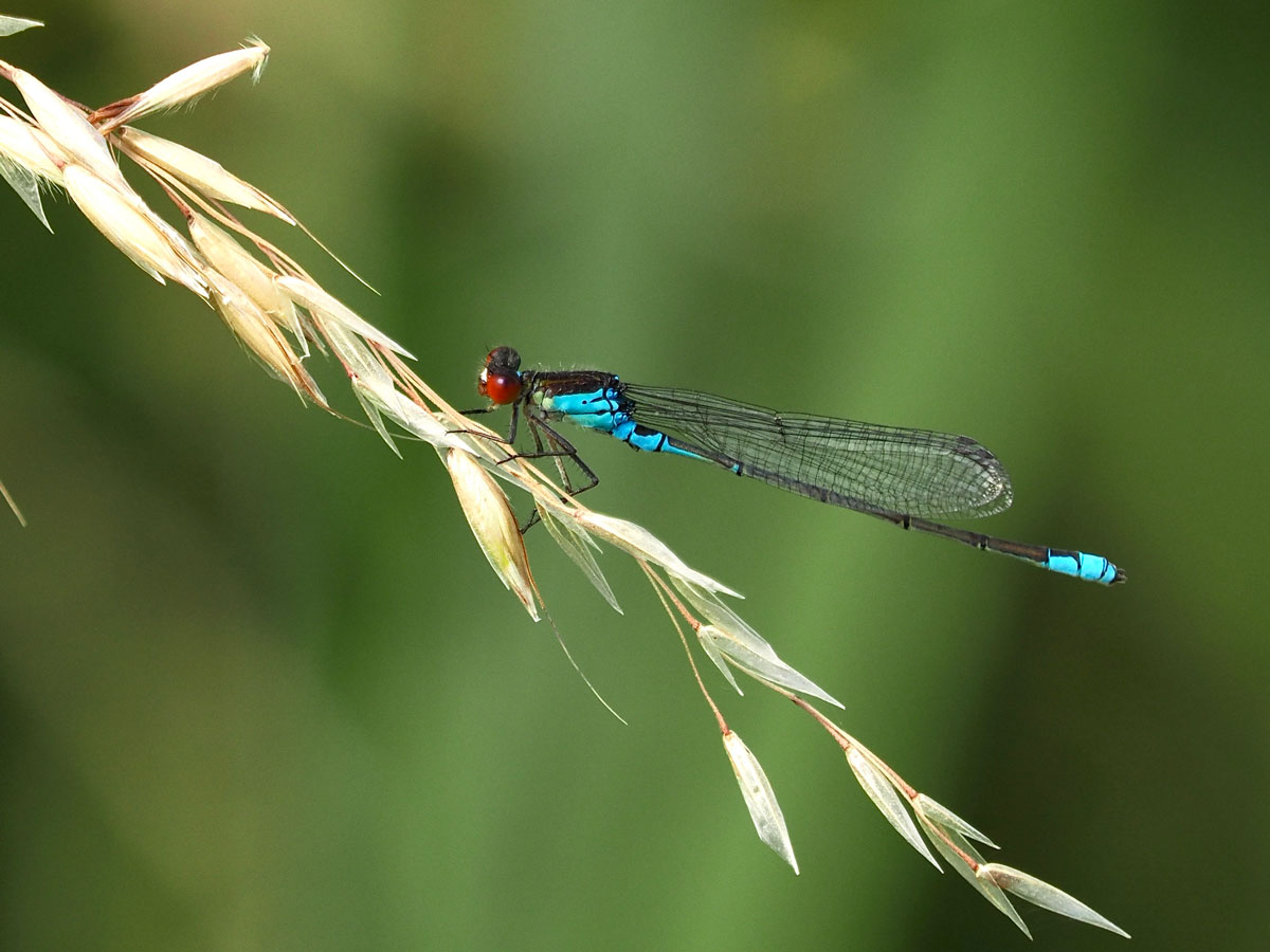Erythromma_viridulum